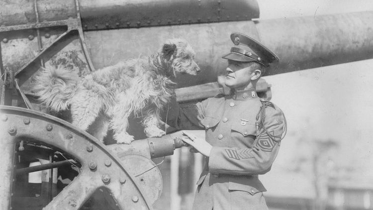 Rags (dog) Rags the WW I hero dog featured in BC biographer39s new book