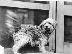 Rags (dog) Rags World War I Dog Hero America Comes Alive