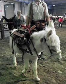 Ragusano donkey httpsuploadwikimediaorgwikipediacommonsthu