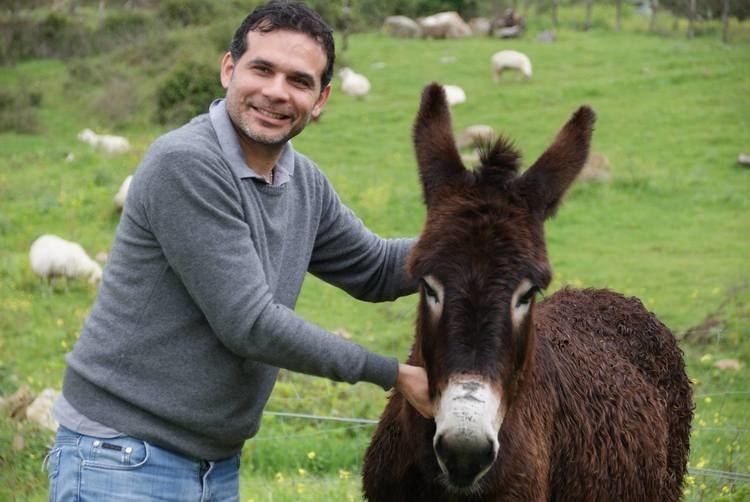 Ragusano donkey Introducing the Ragusano Donkey Massimo Villas