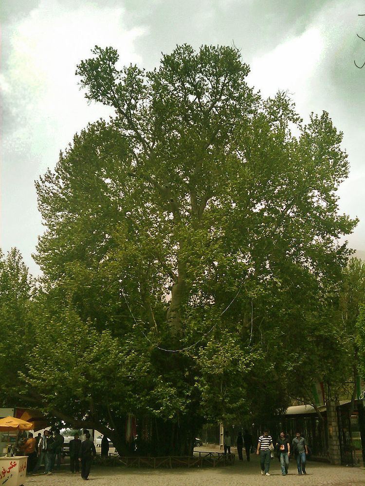 Rahmat tree