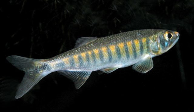 Raiamas Fish Identification