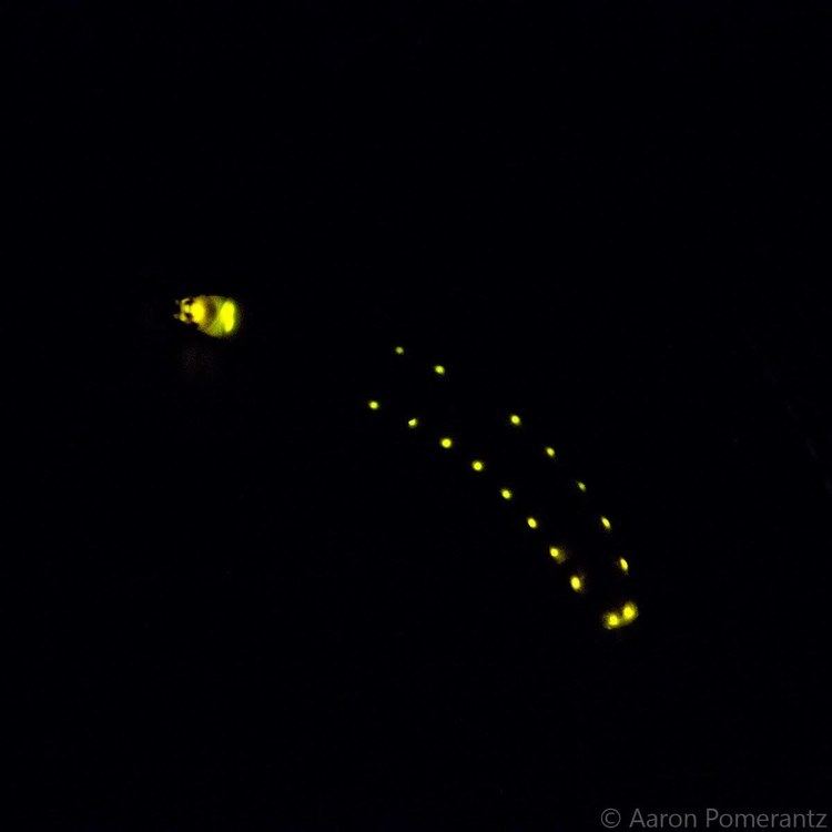 Railroad worm Bioluminescent Railroad Worm in Tambopata Peru Phengodidae YouTube