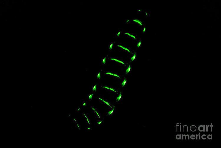 Railroad worm Bioluminescent Railroad Worm Photograph by Dant Fenolio