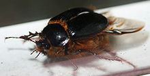 Rain beetle Rain beetle Wikipedia