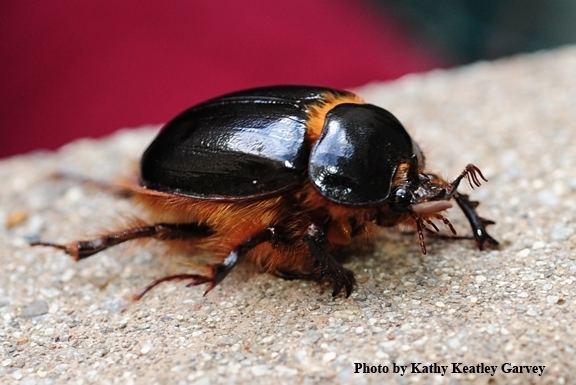 Rain beetle Rain Beetles Are Curious Critters Bug Squad ANR Blogs