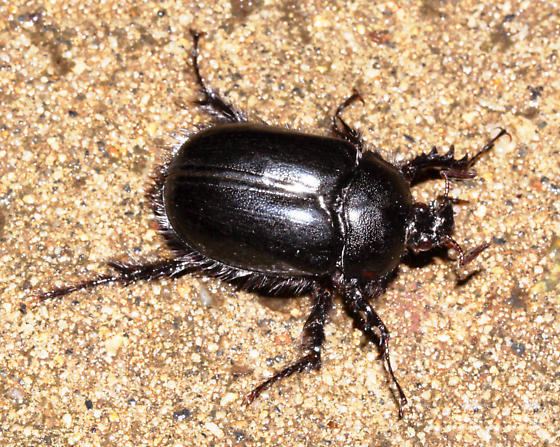 Rain beetle Black Rain Beetle Pleocoma puncticollis BugGuideNet