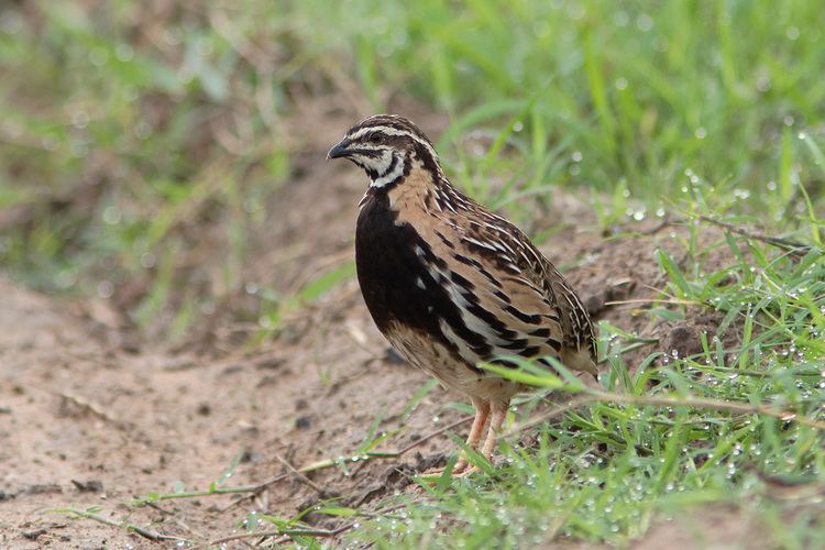 Rain quail Rain Quail ayuwat