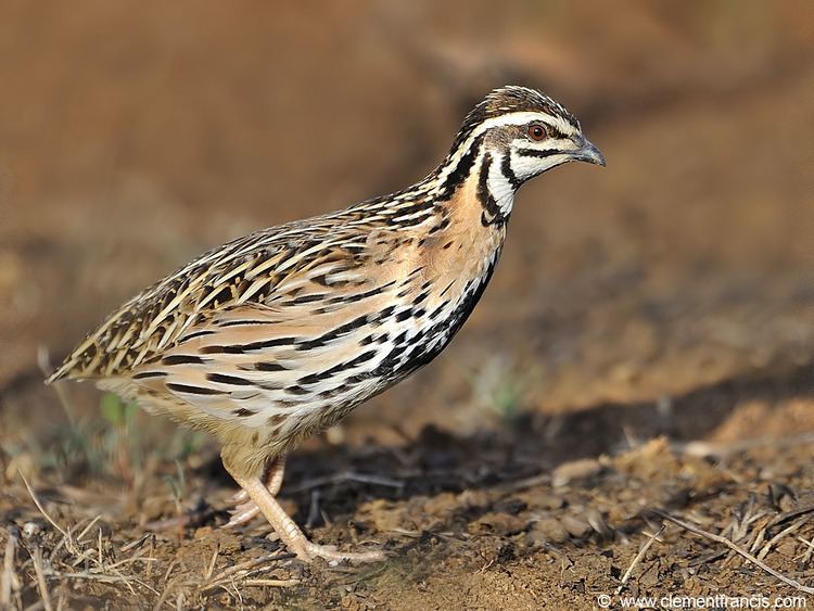 Rain quail Rain Quail Clement Francis Wildlife Photography