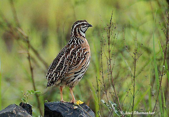 Rain quail Oriental Bird Club Image Database Rain Quail Coturnix coromandelica