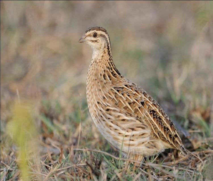 Rain quail Rain Quail BirdsIITK