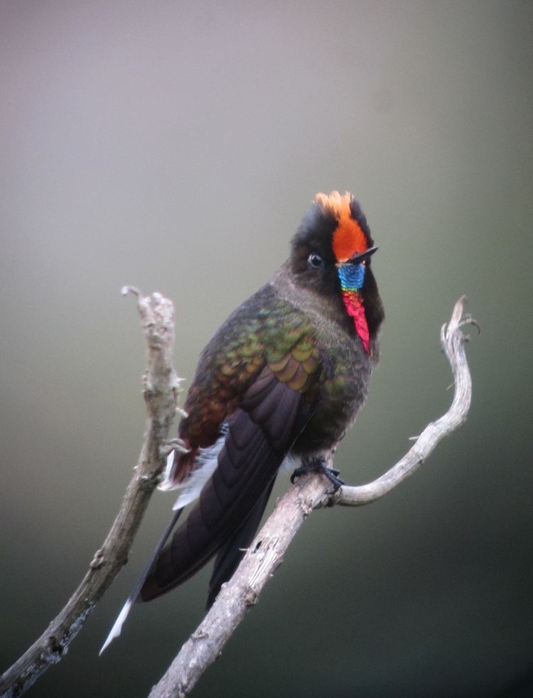 Rainbow-bearded thornbill Chalcostigma herrani Picoespina arcoiris Rainbowbeard Flickr