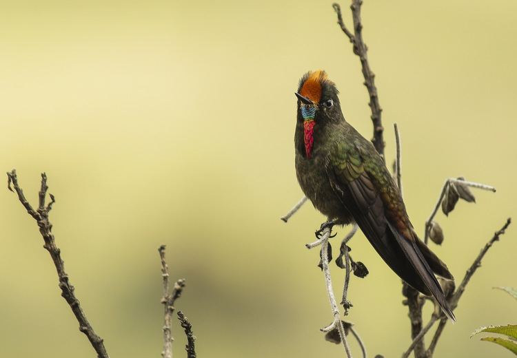 Rainbow-bearded thornbill Chalcostigma herrani Rainbowbearded Thornbill Pico Es Flickr