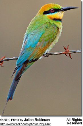 Rainbow bee-eater Rainbow Beeeaters