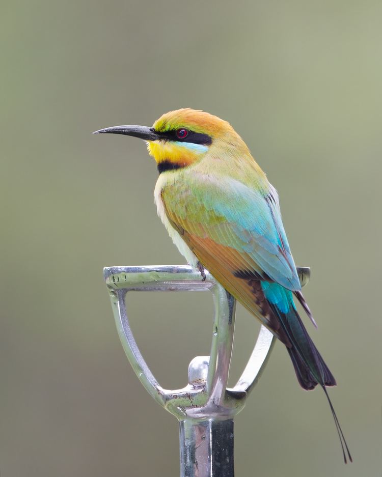 Rainbow bee-eater httpsuploadwikimediaorgwikipediacommonsdd