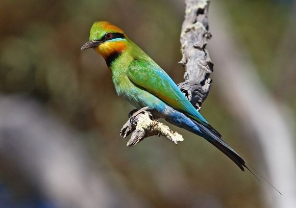 Rainbow bee-eater Rainbow Beeeater BirdLife Australia