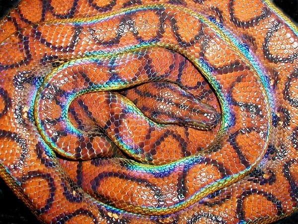 Rainbow boa Kingsnakecom Herpforum gt Snake Forums gt Rainbow Boas