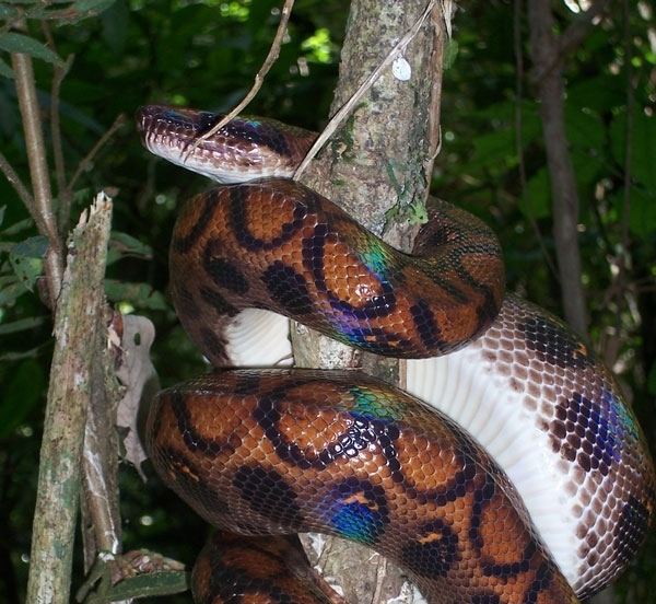 Rainbow boa Rainbow Boa Care Sheet