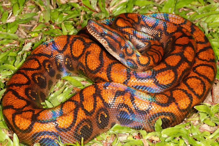 Rainbow boa Rainbow Boa Facts and Pictures Reptile Fact