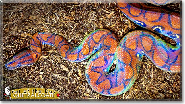 Rainbow boa My Brazilian Rainbow Boa after a fresh shed pics