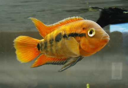 Rainbow cichlid Rainbow Cichlid Profile with care maintenance requirements and