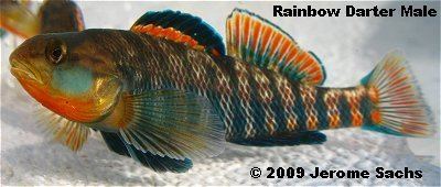 Rainbow darter Rainbow Darter for sale at Sachs Systems Aquaculture