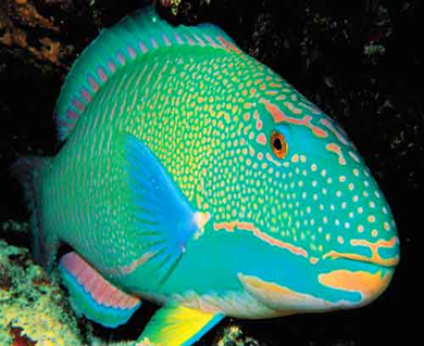 Rainbow parrotfish Fish Spot Rainbow Parrotfish Abyss Dive Center Playa del Carmen
