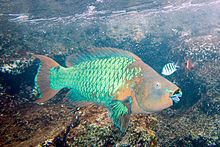 Rainbow parrotfish httpsuploadwikimediaorgwikipediacommonsthu