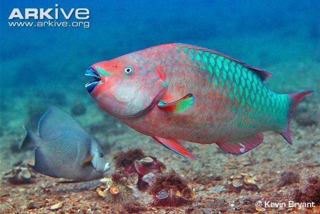 Rainbow parrotfish Rainbow parrotfish photo Scarus guacamaia G133693 ARKive