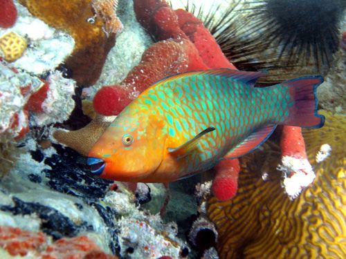 Rainbow parrotfish rainbow parrotfish 4683644414bfcb16750jpg fish Pinterest