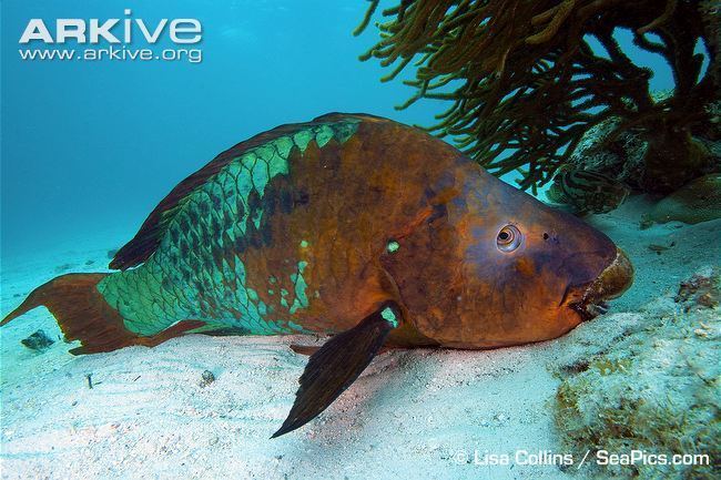 Rainbow parrotfish Rainbow parrotfish videos photos and facts Scarus guacamaia ARKive