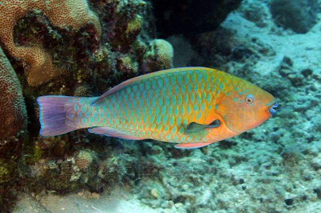 Rainbow parrotfish Rainbow Parrotfish