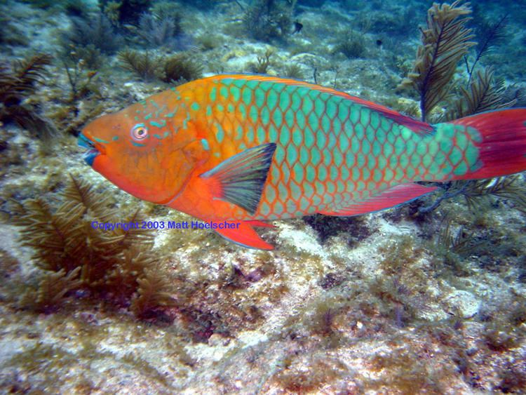 Rainbow parrotfish The rainbow parrotfish Scarus guacamaia is a species of fish in