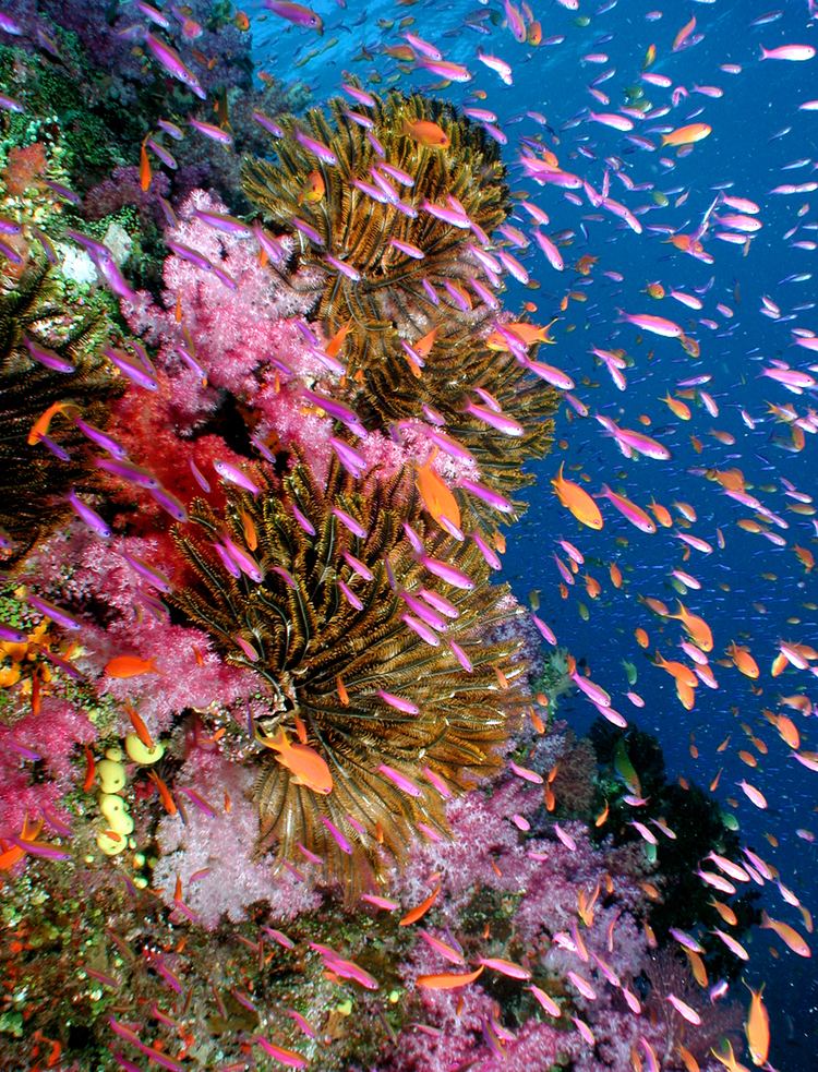 Rainbow Reef The Remote Resort Fiji39s Best Luxury Honeymoon Resort Rainbow