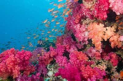 Rainbow Reef Diving and Snorkelling Taveuni Fiji