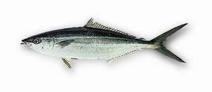 Rainbow runner FAO Fisheries amp Aquaculture Species Fact Sheets Elagatis