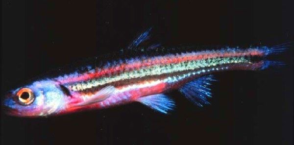 Rainbow shiner Jonah39s Aquarium Notropis chrosomus rainbow shiner
