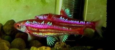 Rainbow shiner Jonah39s Aquarium Notropis chrosomus rainbow shiner breeding pair