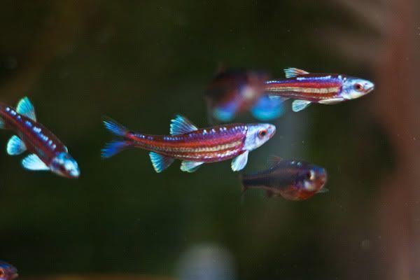 Rainbow shiner Male rainbow shiners in spawning condition Stunning Freshwater