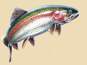 Rainbow trout httpsforumamericanexpeditionusimagesrainbow