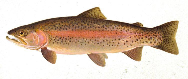Rainbow trout Fish Details