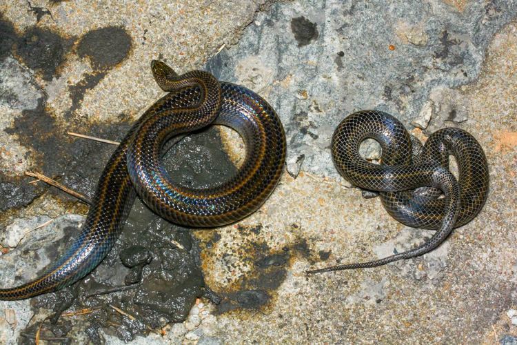 Rainbow water snake A photo essay on the Rainbow water snake Enhydris enhydris The