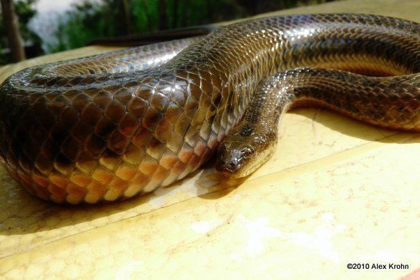 Rainbow water snake Rainbow Water Snake Reptiles and Amphibians of Bangkok
