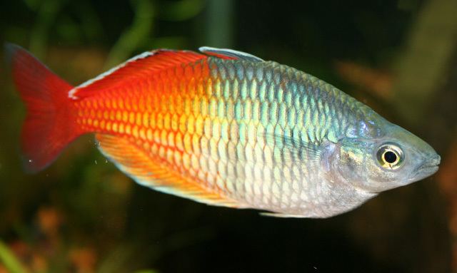 Rainbowfish Rainbowfish Wikipedia