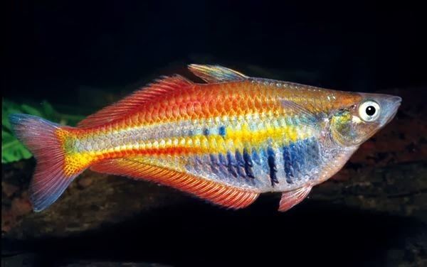Rainbowfish 3bpblogspotcomABFYzbvHG0MUnHWukFNOIAAAAAAA
