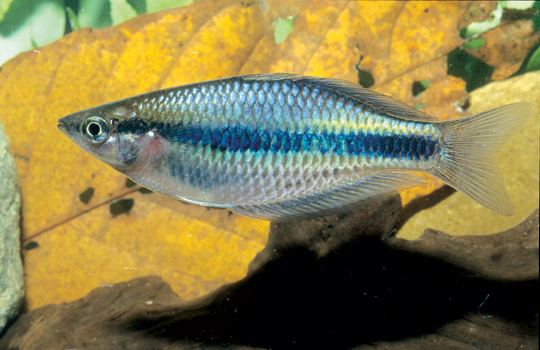 Rainbowfish A new species of rainbowfish Melanotaeniidae Melanotaenia from