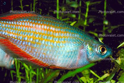 Rainbowfish Rainbowfish Melanotaeniidae Banded Rainbowfish Melanotaenia