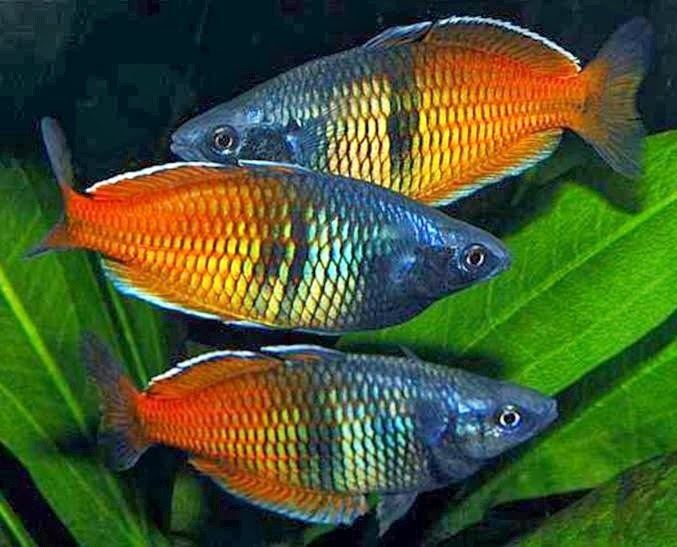 Rainbowfish Rainbow Fish Melanotaeniidae TROPICAL FISH