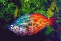 Rainbowfish Melanotaeniaboesemanisjpg