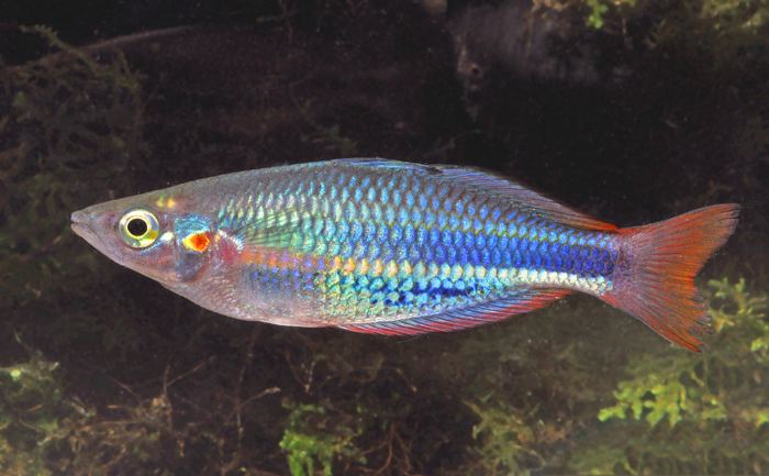 Rainbowfish Rainbowfishes Melanotaenia Melanotaeniidae of the Aru Islands